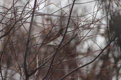 Turdus atrogularis