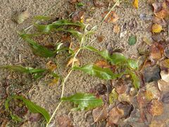 Potamogeton praelongus