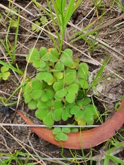 Oxalis compressa