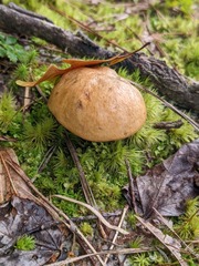 Suillus bovinus