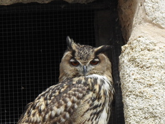 Bubo bubo