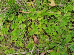 Oxalis compressa