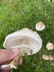 Rhacodium