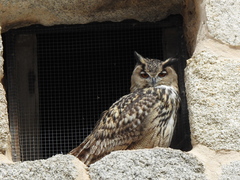 Bubo bubo