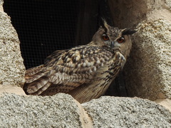 Bubo bubo