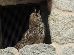 Bubo bubo