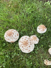 Rhacodium