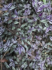 Tradescantia zebrina