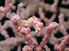 Hippocampus bargibanti