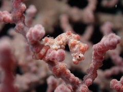 Hippocampus bargibanti