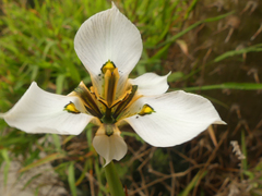 Moraea cantharophila