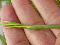 Moraea cantharophila