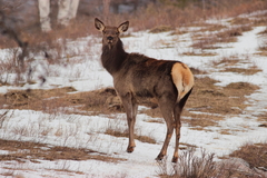 Cervus canadensis sibiricus