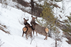 Cervus canadensis sibiricus