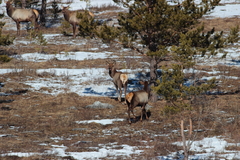 Cervus canadensis sibiricus