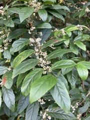 Maesa perlaria formosana