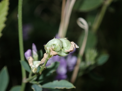 Medicago sativa observed 2022-06-24