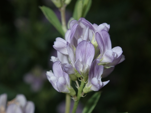 Medicago sativa observed 2022-06-24