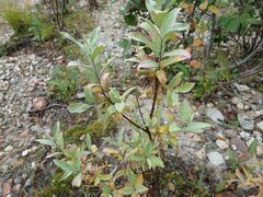 Salix lapponum