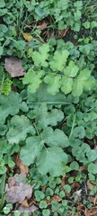 Tordylieae