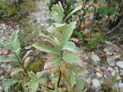 Salix lapponum