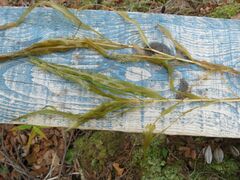 Potamogeton alpinus
