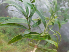 Podocarpus