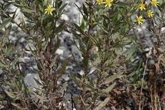 Dittrichia viscosa