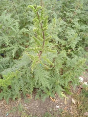 Urtica cannabina