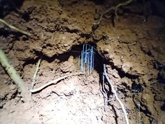 Arachnocampa tropica