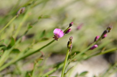 Indigofera ionii