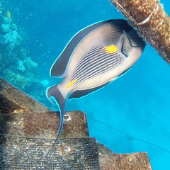 Acanthurus sohal