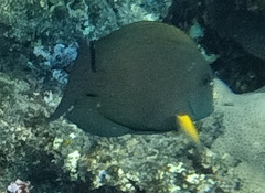 Ctenochaetus striatus