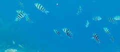 Abudefduf sexfasciatus