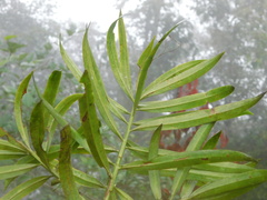Podocarpus