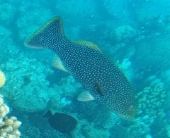 Plectropomus areolatus