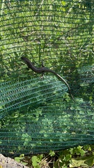 Trachylepis capensis