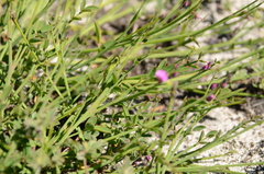 Indigofera ionii