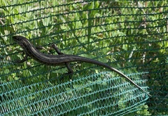 Trachylepis capensis