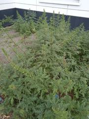 Urtica cannabina