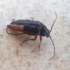 Cebrio