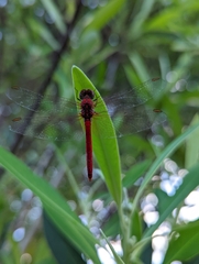 Diplacodes haematodes