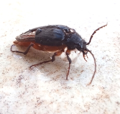 Cebrio