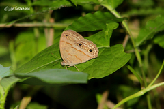 Cissia themis