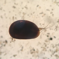 Ostracoda