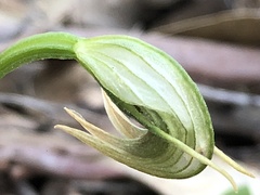 Pterostylis nutans