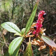 Phytolacca octandra