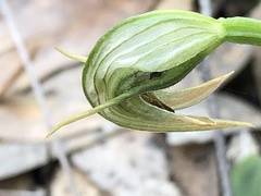 Pterostylis nutans