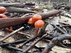 Gymnopilus eucalyptorum