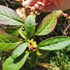 Phytolacca octandra